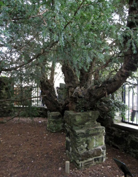 One of the oldest trees in Europe   